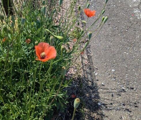 Photo of Long-headed Poppy