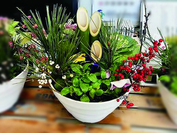 Image: Sample of Potted Plants