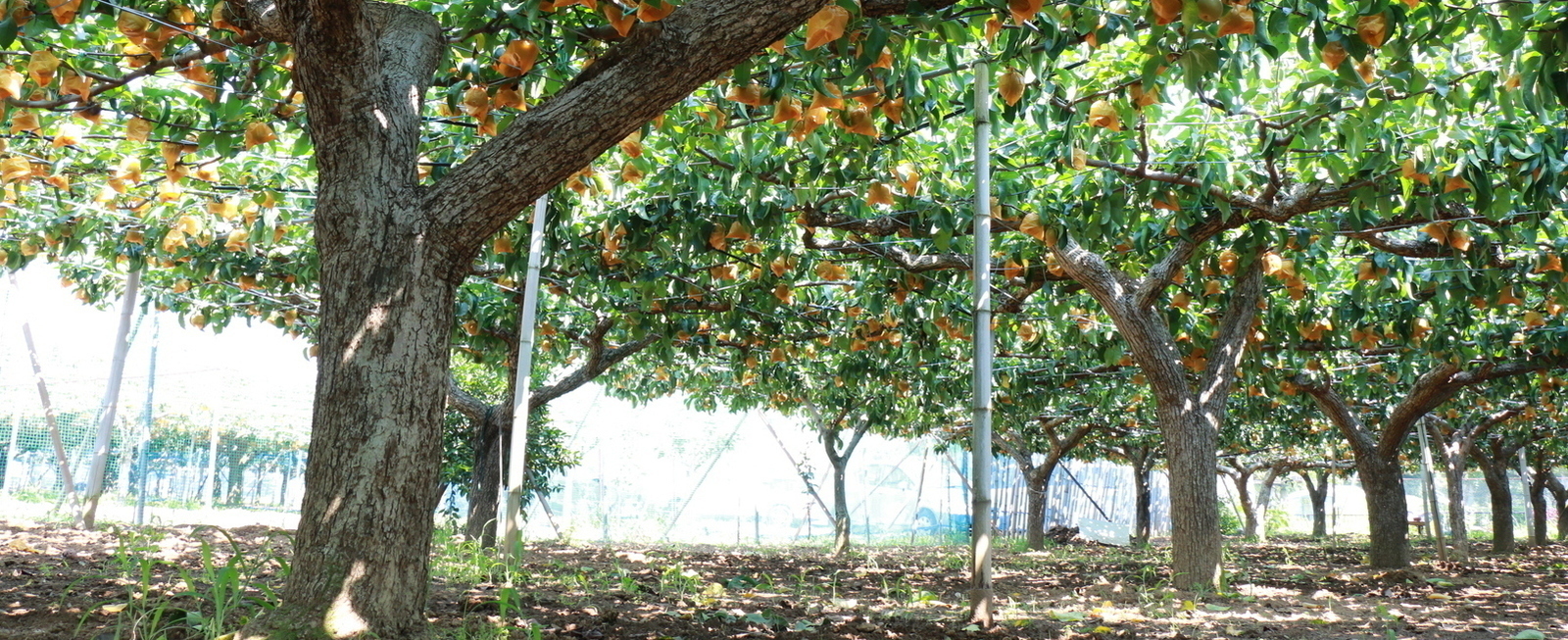 Foto: Jardín de peras