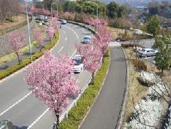 Foto: Cerezos en la carretera principal de la ciudad (a partir del 2 de abril de 2008)