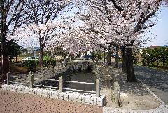 Foto: Cerezos a lo largo del canal Omaru 2