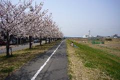 Foto: Cerezos en el camino de ciclismo del río Tama 1