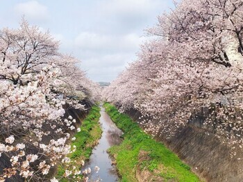 Foto: Estado de floración (día)