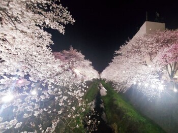Foto: Estado de floración (noche)