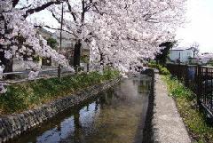 Foto: Sakura a lo largo del canal Omaru 1