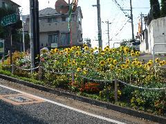 Foto: girasol