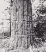 Foto: Corteza de árbol de Zelkova