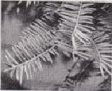Foto: Hojas de árbol de nuez