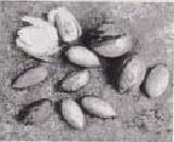 Foto: Fruto de la nuez de torreya