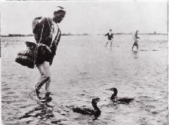 Foto: Cormoranes pescando en el río Tama