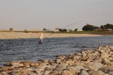 画像　多摩川のアユ釣り
