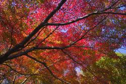 画像　城山公園での紅葉の様子