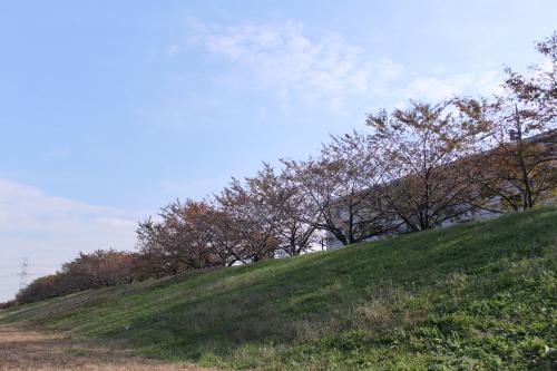 画像　多摩川のほとりから見た秋の空