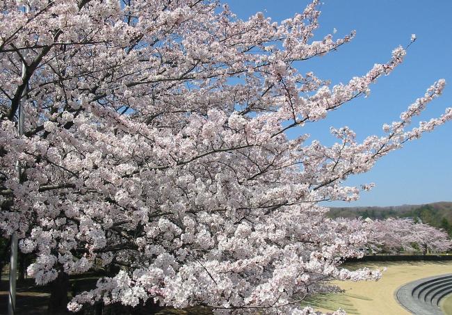 画像　中央公園の桜