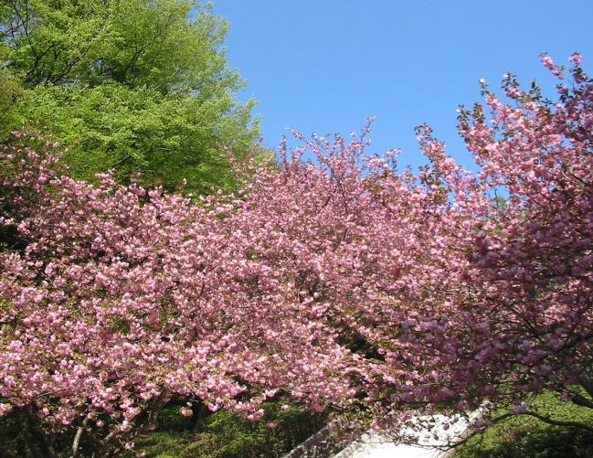 画像　中央公園の八重桜
