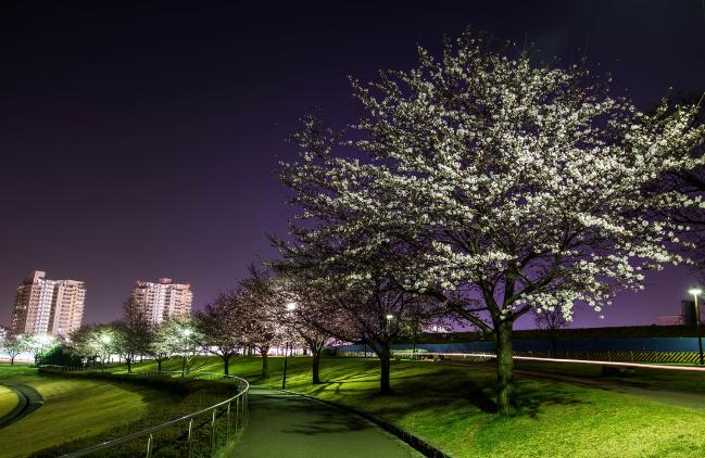 画像　若葉台の桜