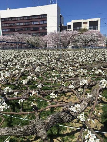 桜・梨の花まつり（平成30年4月9日更新） 