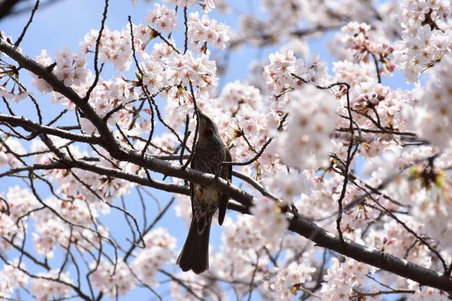 みんなの桜（平成30年4月9日更新）