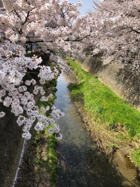 満開の桜並木と桜花流れる三沢川（平成30年4月10日更新） 