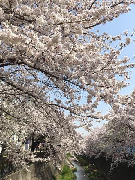 桜満開（平成30年4月10日更新）
