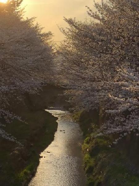 三沢川の桜（平成30年4月10日更新） 