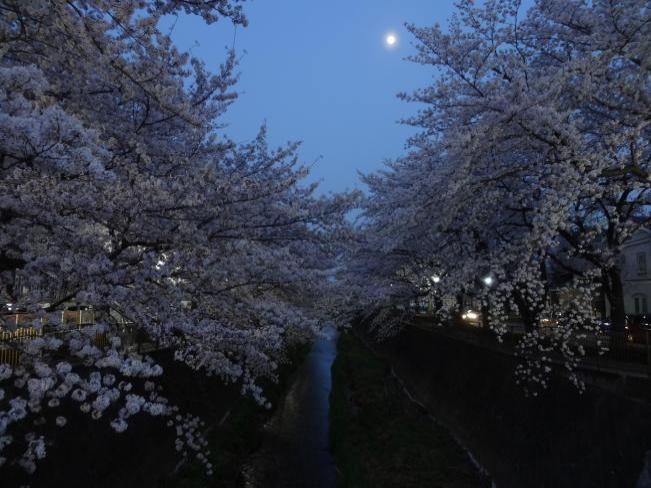 桜と月（平成30年4月10日更新） 
