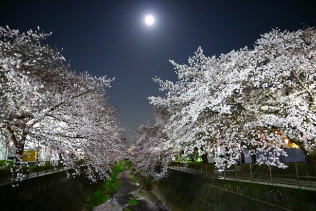 満月と夜桜（平成30年4月10日更新）