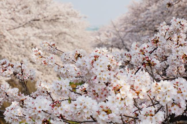 桜、桜、さくら（平成30年4月11日更新） 