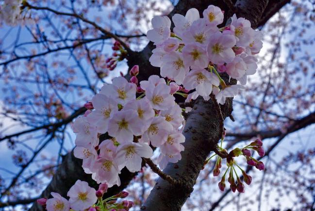 パールトーンの桜（平成30年4月16日更新）