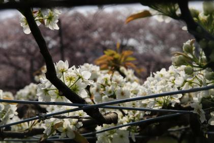 画像　梨と桜　春の競演