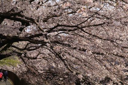 画像　桜天井