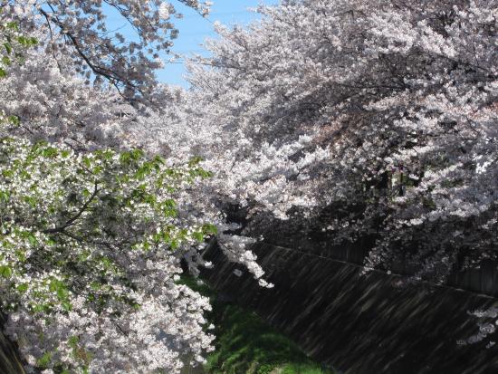 画像　三沢川の桜