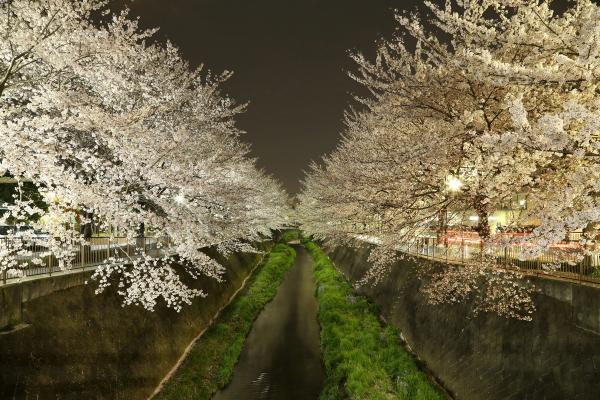 画像　三沢川の夜桜