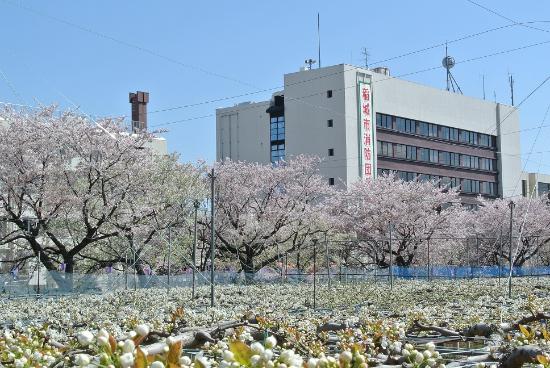 画像　桜と梨の花