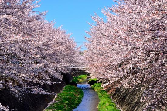 画像　満開の桜と三沢川の様子