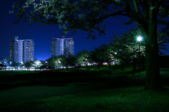 画像　若葉台公園の夜桜