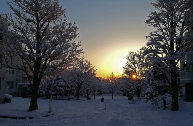 画像　雪の朝