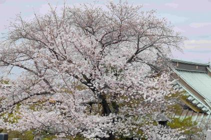 画像　常楽寺の桜