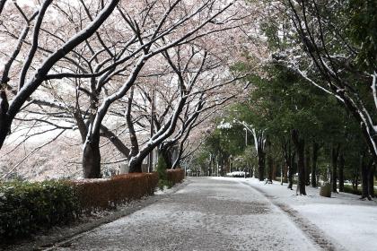 画像　稲城の雪桜