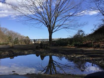 画像　池に映える逆さの木