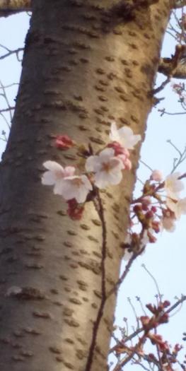 画像　桜の小さい花芽が見えました