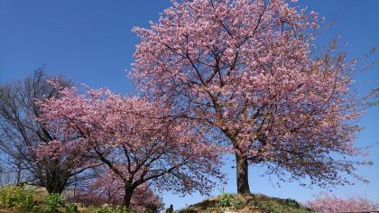 画像　大塚牧場の河津桜