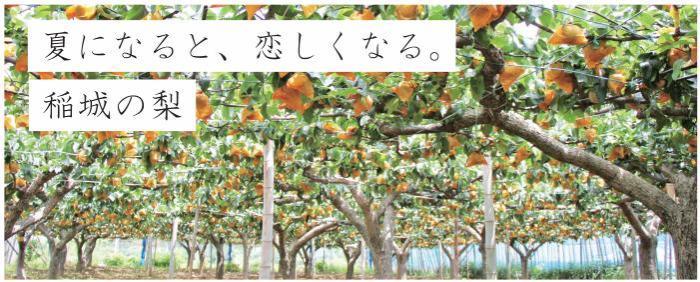 夏になると恋しくなる。稲城の梨