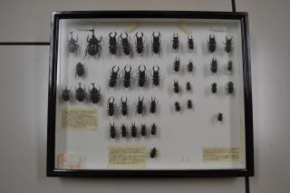甲虫類（カブトムシなど）の標本