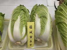 배추