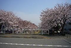画像　三沢川の桜の写真