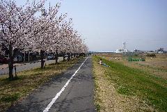 画像　多摩川サイクリングロードの写真
