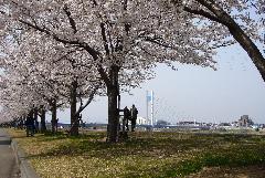 画像　多摩川サイクリングロードの桜