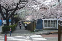 画像　三沢川の桜の写真