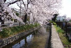 画像　大丸用水沿いの桜の写真